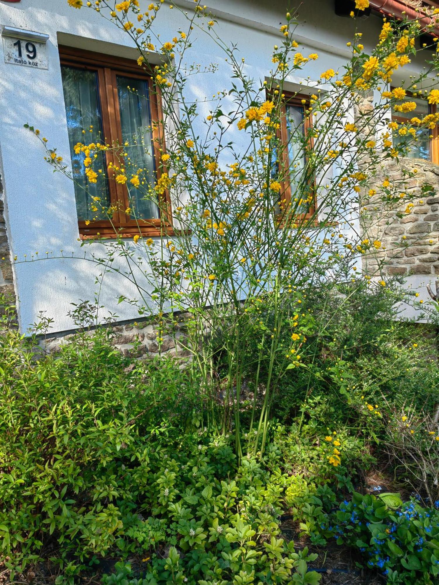 Hanga Vendeghaz Tihany Exteriör bild